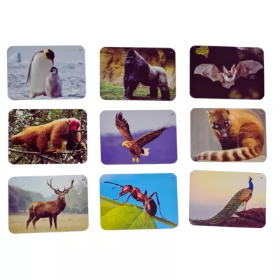 Joc lingvistic Learning Cube® - Arca lui Noe