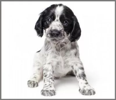 Proiector tip lanterna - Animalute dragalase