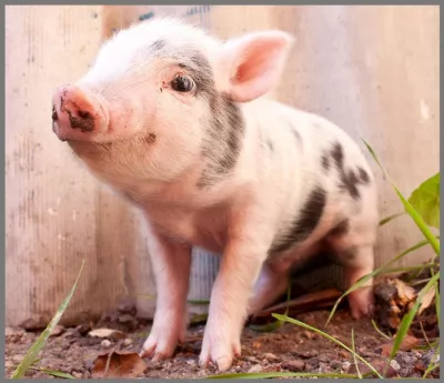 Proiector tip lanterna - Animalute dragalase