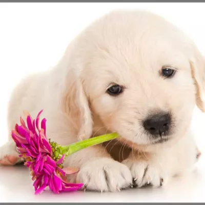 Proiector tip lanterna - Catelusi draguti