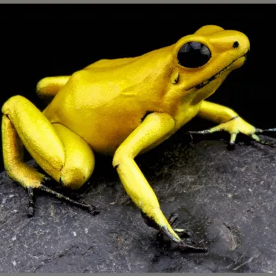 Proiector tip lanterna - Cele mai periculoase animale