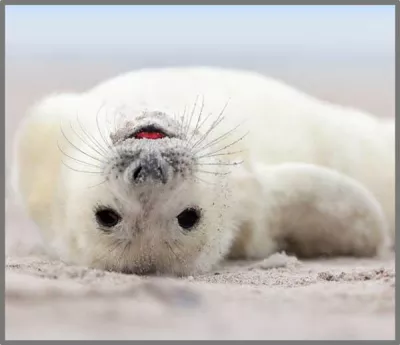 Proiector tip lanterna - Distractie cu animalute