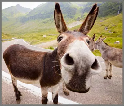 Proiector tip lanterna - Distractie cu animalute