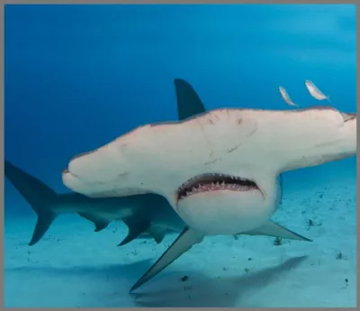 Proiector tip lanterna - Rechini periculosi