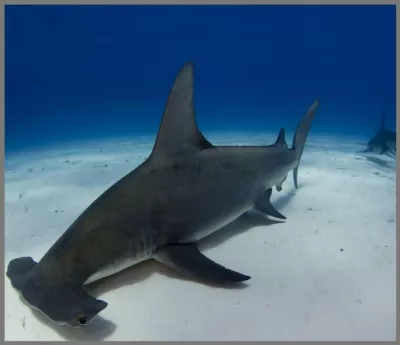 Proiector tip lanterna - Rechini periculosi