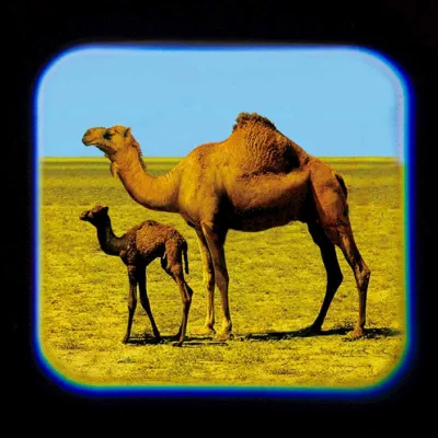 Proiector tip lanterna - Animale