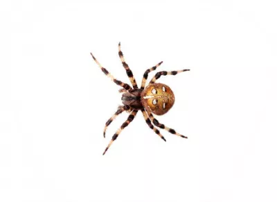 Proiector tip lanterna - Insecte