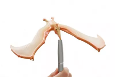 Pteranodon in echilibru