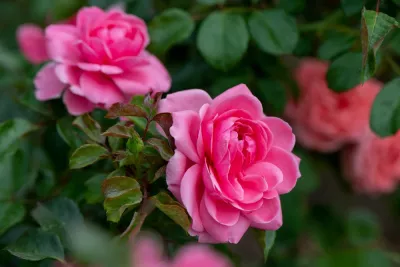 Plantarea trandafirilor – toamna sau primăvara