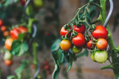 Tomate: care sunt soiurile de tomate pe care le poți planta, cum se cresc și cum se îngrijesc acestea pentru cele mai gustoase fructe și de ce dăunători trebuie să le ferești 