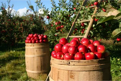 Principalele boli și principalii dăunători în livada de pomi fructiferi – Identificare și combatere
