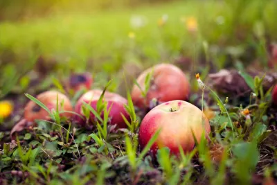 Sfaturi și idei pentru valorificarea fructelor căzute din pomi