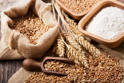 Tratamentul semințelor de grâu și orz – Ghid complet pentru o producție profitabilă