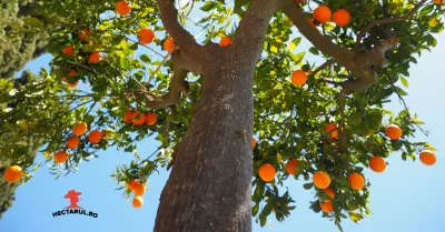Tratamentele de primăvară la pomii fructiferi și vița de vie