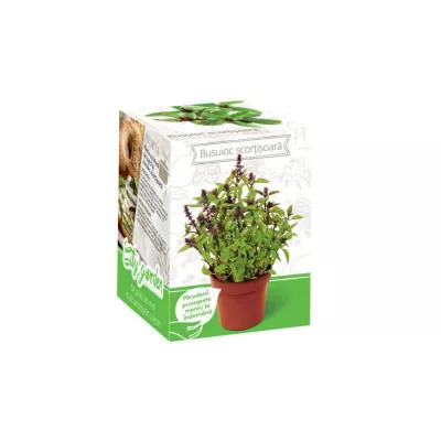 Seminte plante aromatice - Kit Plante Aromatice Busuioc aroma de scortisoara, hectarul.ro