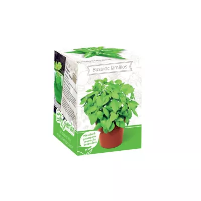 Seminte plante aromatice - Kit Plante Aromatice Busuioc lamaios, hectarul.ro