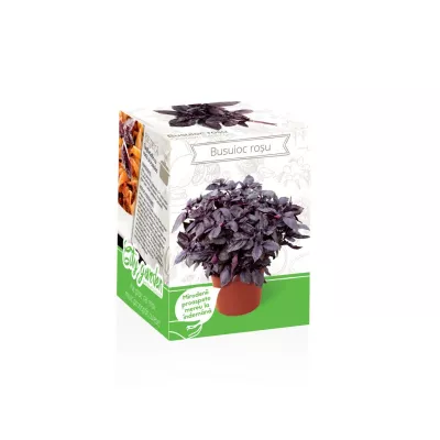 Seminte plante aromatice - Kit Plante Aromatice Busuioc rosu, hectarul.ro