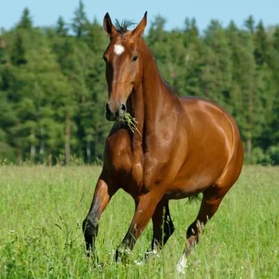 Seminte Amestec Furajer BARENBRUG HorseMaster Grazing 15 kg , Poa pratensis, Festuca rubra rubra, Lolium perenne, Timoftica