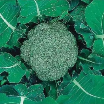 Seminte de legume profesionale - Seminte broccoli Agapia F1, 100 seminte, Hektar, hectarul.ro