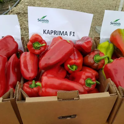 Seminte de ardei kapya Kaprima F1, 100 seminte