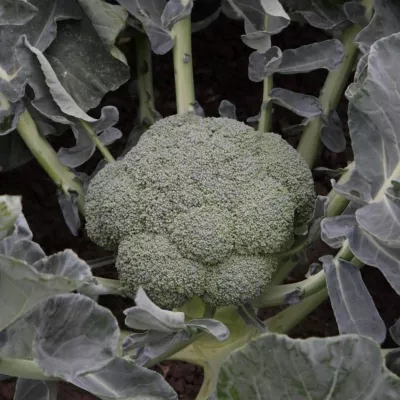 Seminte de legume HOBBY - Seminte de broccoli BATORY, 2500 seminte SYNGENTA, hectarul.ro