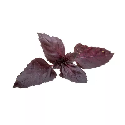 Seminte de legume HOBBY - Seminte de busuioc rosu Dark Opal, 1 gram, hectarul.ro