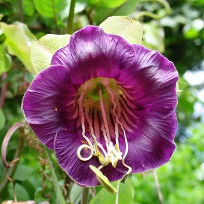 Seminte flori - Seminte de Clopot violet, 5 seminte FLORIAN, hectarul.ro
