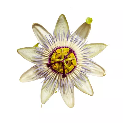 Seminte de floarea pasiunii (Passiflora), 0.33 grame