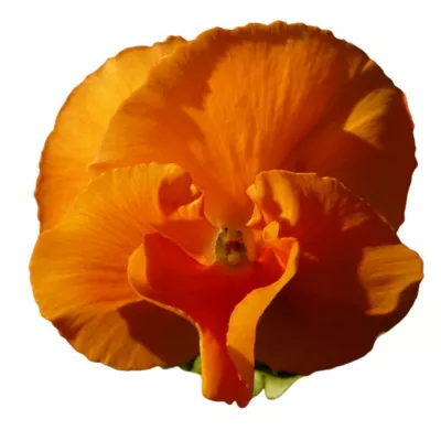 Seminte flori - Seminte de panselute portocalii, 0.15 grame, hectarul.ro