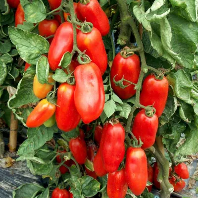 Tomate - Seminte de tomate San Marzano, 0,5 grame, OPAL, hectarul.ro
