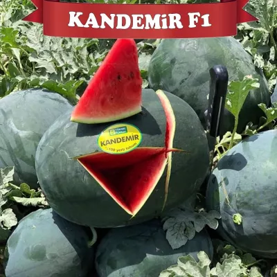 Seminte de pepene verde KANDEMIR F1, 1000 seminte, YUKSEL