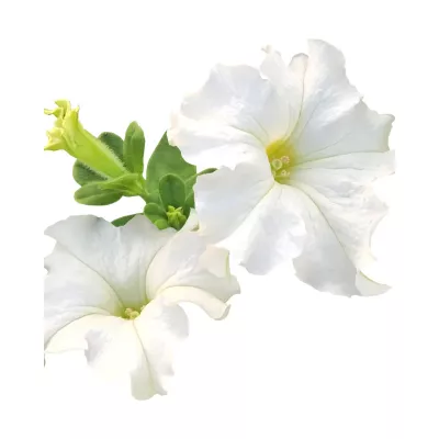 Seminte flori - Seminte de petunie Compacta ALB 0.2 grame, hectarul.ro