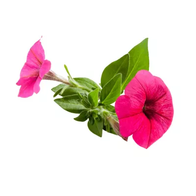 Seminte flori - Seminte de petunie Compacta ROZ 0.2 grame, hectarul.ro