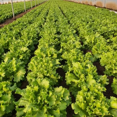Salata Verde - Seminte de salata creata FIYONYK, 10000 seminte, YUKSEL, hectarul.ro