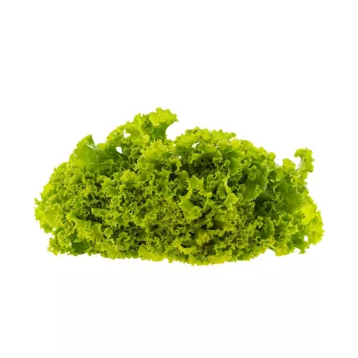 Salata Verde - Seminte de salata Lollo Bionda, 2 grame, hectarul.ro