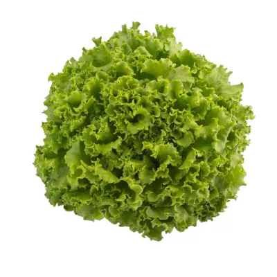Salata Verde - Seminte de salata verde Oleole, 5000 seminte SYNGENTA, hectarul.ro