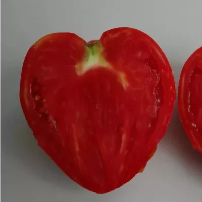 Tomate - Seminte de tomate ANDRADA (inima de bou), 2 grame, hectarul.ro