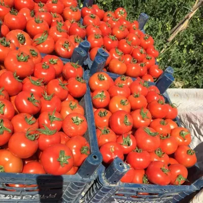 Tomate - Seminte de tomate ANTALYA RN F1, 500 seminte, YUKSEL, hectarul.ro