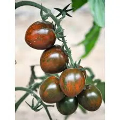 Tomate - Seminte de tomate BROWN CHERRY (172-857) F1, 250 seminte, YUKSEL, hectarul.ro