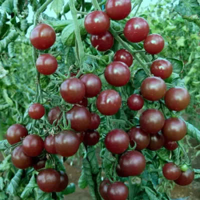 Tomate - Seminte de tomate Cherry negre, 0.5 grame FLORIAN, hectarul.ro