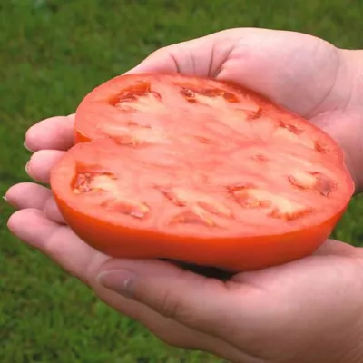 Tomate - Seminte de tomate Country Taste F1, 250 seminte NUNHEMS, hectarul.ro