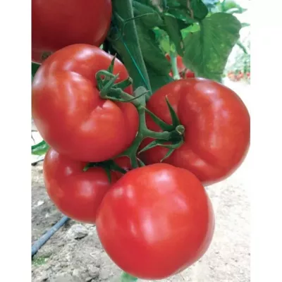 Tomate - Seminte de tomate EURASIA F1, 1000 seminte, YUKSEL, hectarul.ro