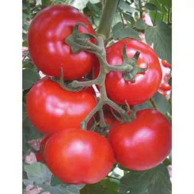 Tomate - Seminte de tomate GONUL F1, 1000 seminte, YUKSEL, hectarul.ro