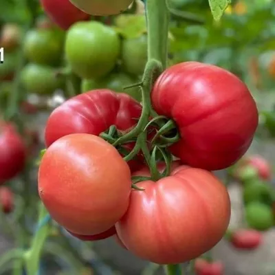 Tomate - Seminte de tomate GUSTO PINK F1, 500 seminte, YUKSEL, hectarul.ro