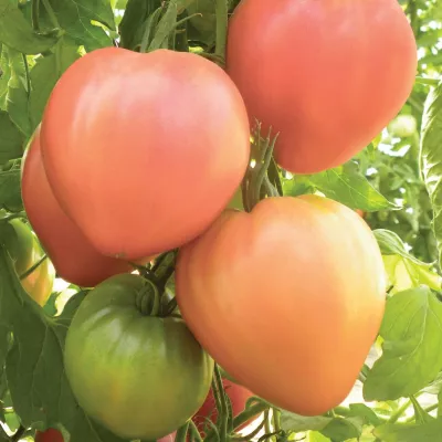 Tomate - Seminte de tomate Inima de Bivol roz, 0.2 grame FLORIAN, hectarul.ro