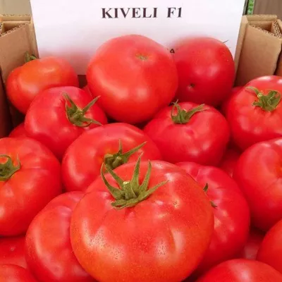 Tomate - Seminte de tomate Kiveli F1, 100 seminte, hectarul.ro