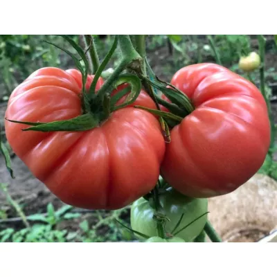Seminte de tomate LEROXY F1, 500 seminte, YUKSEL