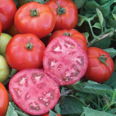 Tomate - Seminte de tomate MARACANA F1, 1000 seminte, YUKSEL, hectarul.ro