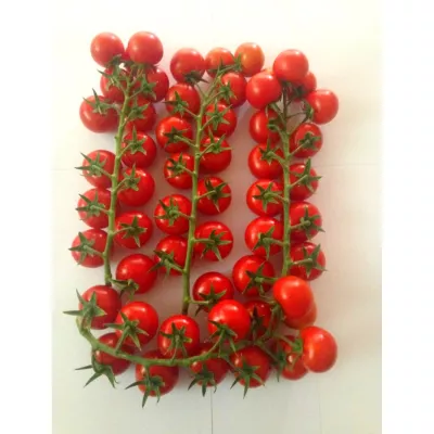 Tomate - Seminte de tomate MARGHOL F1, 100 seminte, YUKSEL, hectarul.ro
