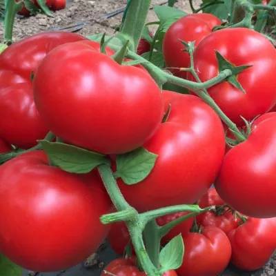 Seminte de tomate Matissimo F1, 500 seminte